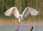 eddie sherwood_balancing act, Great Egret.jpg